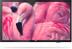 PHILIPS 32HFL4014/ 12 32inch Prime Suite IPTV LAN Youtube CMND Create & Control MyChoice SXP Custom Dashboard Content scheduler
